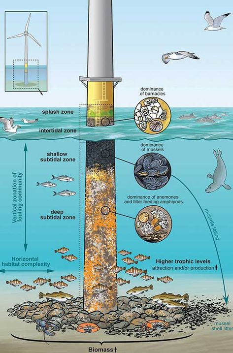 marine-wind-park-diagram Water Structure, Offshore Wind Farms, Petroleum Engineering, Artificial Reef, Oil Platform, Renewable Energy Systems, Earth And Space Science, Offshore Wind, Marine Ecosystem