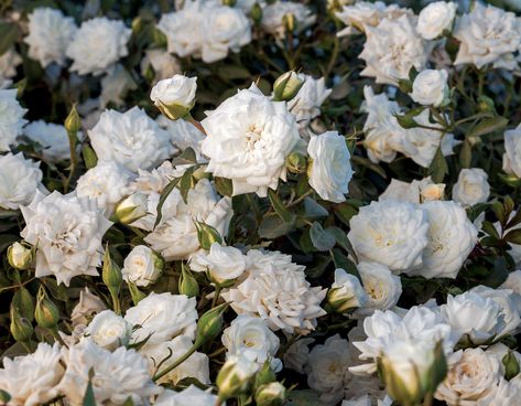 White Drift Drift Roses, Ground Cover Roses, Rose Got, Rose Bushes, Plant Catalogs, Types Of Roses, Shrub Roses, Ground Cover Plants, Planting Roses