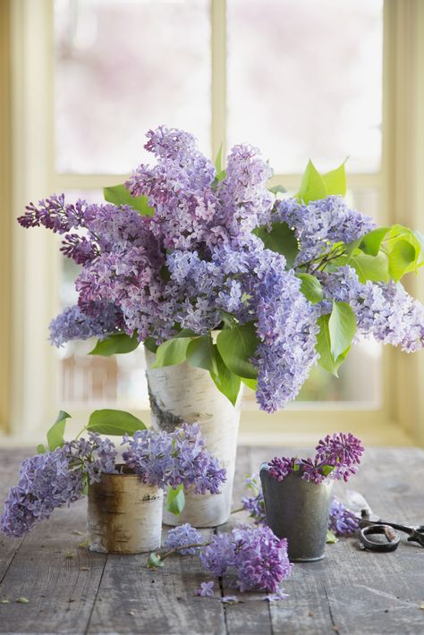 In the language of flowers, purple lilacs are the symbol of first love. Country Living. Language Of Flowers, Most Beautiful Flowers, Deco Floral, Purple Lilac, Arte Floral, Beautiful Blooms, Ikebana, Cut Flowers, Love Flowers