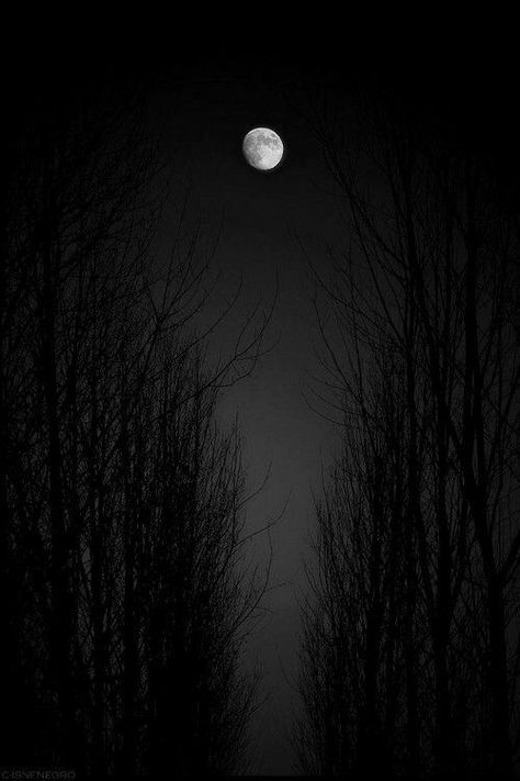 Moon love... Bare Trees, The Dark Night, Shoot The Moon, Moon Pictures, Dark Sky, The Full Moon, Beautiful Moon, Moon Magic, Dark Night