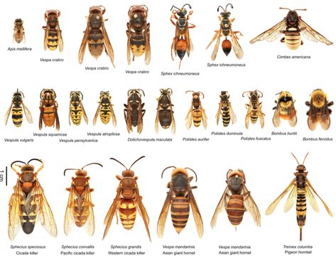 THE MOST COMMON — Texas Insect Identification Tools Bee Identification, Bug Identification, Insect Identification, Bee Colony, Bees And Wasps, Bug Bites, Insect Art, Arachnids, Animal Facts