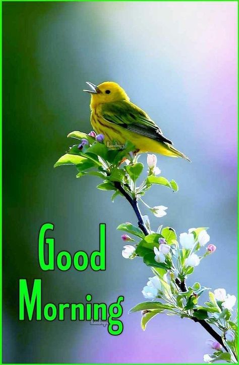 Morning Birds, Gud Morning Images, Wednesday Wishes, Latest Good Morning Images, Gud Morning, Morning Msg, Good Morning Images Download, Good Morning Funny Pictures, Good Morning Beautiful Gif