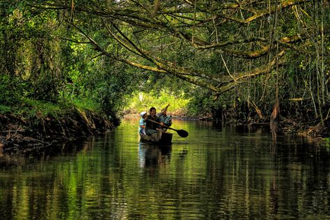 Haunted Museum, Jungle Pictures, Amazon Forest, Exotic Places, Amazon Rainforest, Adventure Photography, Forest Photography, Travel Design, Ocean Photography