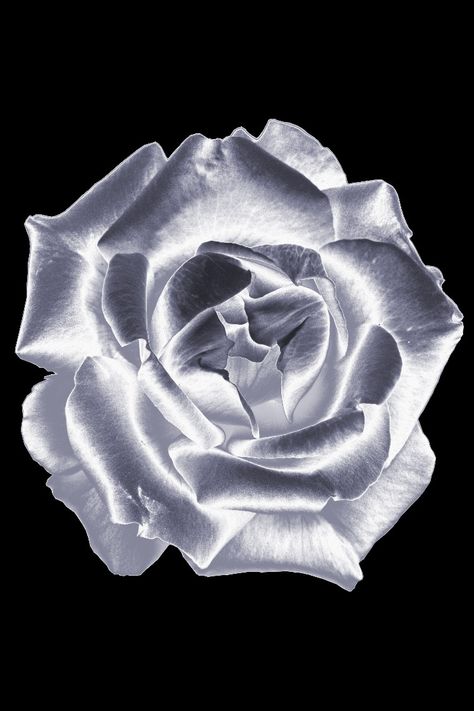 This is a photograph I took of a white rose. I then edited the photo to create a beautiful silver rose effect. Check out this t-shirt along with other colors and effects at my Zazzle shop!

#ZazzleMade #SilverRose #RoseDesign #Reflection Rose Growing, Rose Tank Top, Rose Care, Growing Tips, Soil Layers, Planting Roses, Organic Fertilizer, Women's Tank Tops, Flower Bud