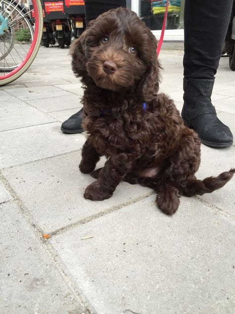 Cockapoo Chocolate, Mini Labradoodle, Cute Fluffy Dogs, Dog Mommy, Brown Puppies, Cockapoo Puppies, Doodle Puppy, Labradoodle Puppy, Super Cute Puppies