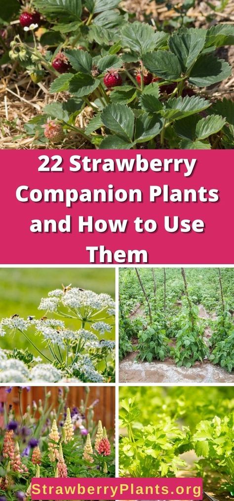 Backyard Berry Garden, Planting Strawberries In A Garden, Strawberries Raised Bed, Strawberry Plant Companion, Strawberries Companion Planting, Transplanting Strawberry Plants, Strawberry Garden Ideas Raised Beds, Everbearing Strawberry Plants, What To Plant With Strawberries