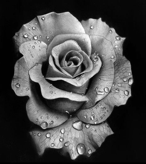 Rose Charcoal Drawing, Realistic Flower Drawing, Gray Roses, Realistic Rose Tattoo, Black And Grey Rose, Oil Pastel Drawings Easy, Abstract Realism, Pencil Sketching, Realistic Rose