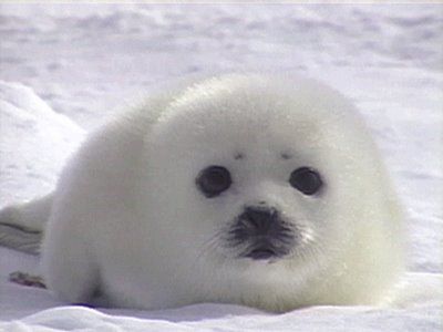 i want to help save the seals with paul watson, how could anyone kill something so beautiful Baby Harp Seal, Harp Seal, Cute Seals, Seal Pup, Baby Seal, Silly Animals, Cute Animal Pictures, Sweet Animals, Animal Photo