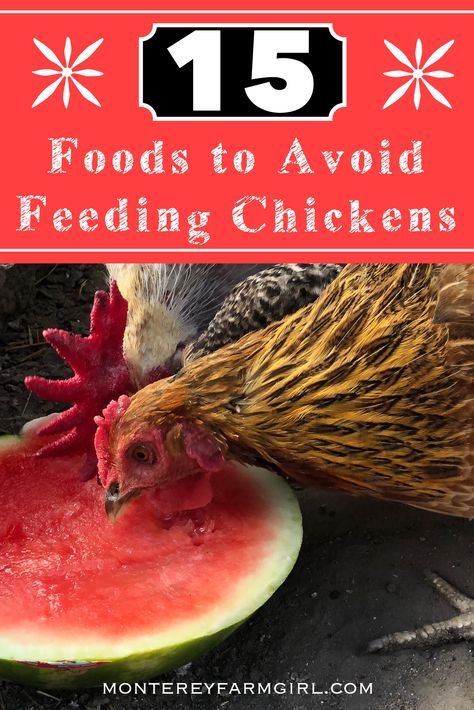 Yogurt For Chickens, Things To Feed Chickens, Chicken Genetics, Raising Chickens For Beginners, Chickens Backyard Breeds, Raw Beans, Fancy Chicken Coop, Chicken Rearing, Feed Chickens