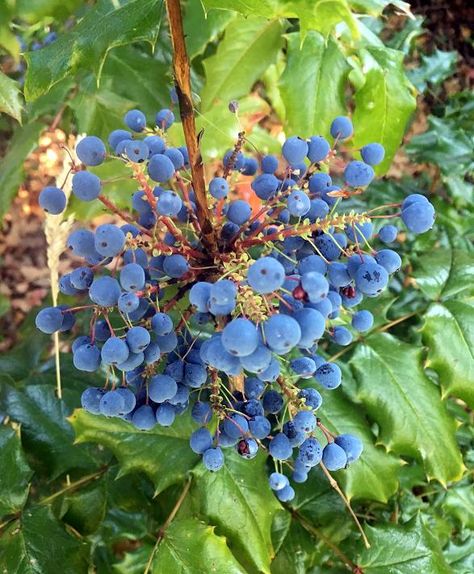 Oregon Grape Grape Wine Recipe, Grape Uses, Oregon Grape, Like A Rock, Wild Plants, Rock Star, A Rock, Herb Garden, Wine Recipes