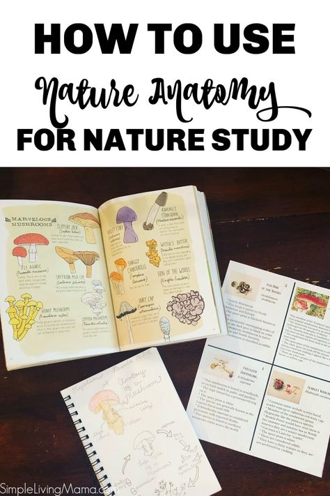 Learn how to use Nature Anatomy to design your own nature study curriculum and bring nature study to your homeschool! #naturestudy #charlottemason #homeschool #homeschoolnaturestudy Nature Study Journal, Nature Anatomy, Small Office Building, Julia Rothman, Homeschool Nature, Book Nature, Homeschool Nature Study, Nature Studies, Nature Journaling