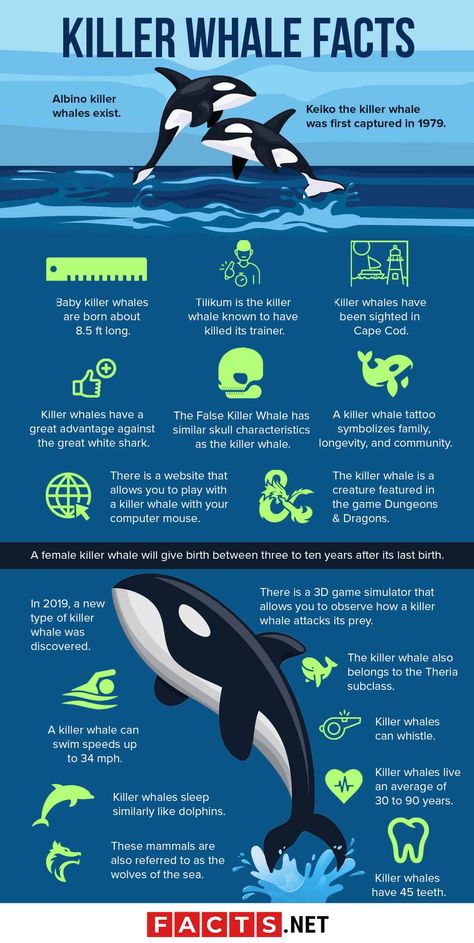 Marine Biology Facts, Whale Biology, Orca Facts, Zoology Illustration, Marine Biology Jobs, Fun Facts About Sharks, Biology Notebook, False Killer Whale, Biology Jobs