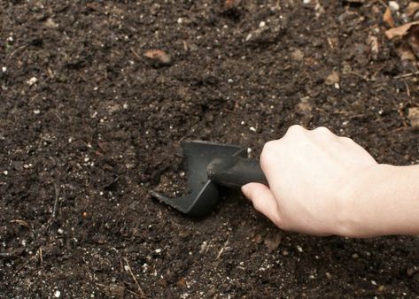 Before you try to make your soil more alkaline, test it to get an accurate pH reading. Amend by adding organic compost or limestone. Alkaline Soil, Organic Compost, Soil Ph, Water Solutions, Garden Soil, The Soil, Garden Trowel, Garden Landscaping, Baking Soda