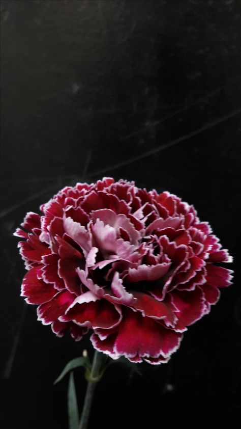 Carnation Wallpaper Iphone, Carnation Wallpaper Aesthetic, Carnation Background, Carnation Wallpaper, January Carnation, Fb Cover Photos, Red Carnation, Carnation Flower, Fb Covers