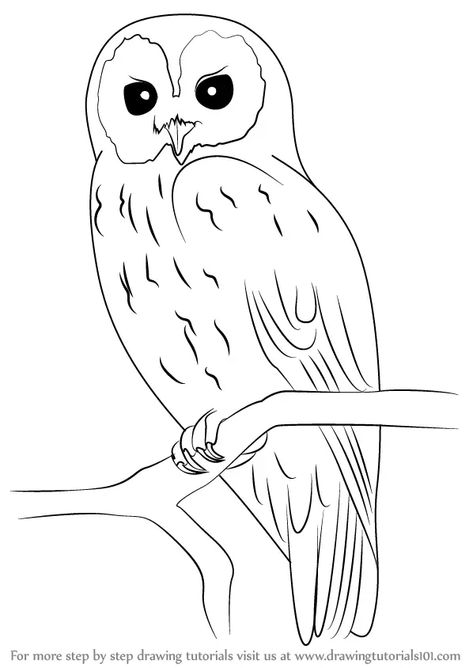 Learn How to Draw a Tawny Owl (Owls) Step by Step : Drawing Tutorials Pictures Of Owls To Draw, Owl Colouring Picture, Pictures To Trace Image, Tawny Owl Drawing, How To Draw A Owl, Cute Owl Drawing Simple, Owl Pictures Art, How To Draw An Owl, Traceable Drawings To Paint