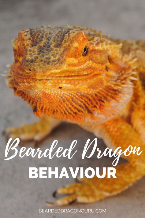 Bearded Dragon Behavior, Reptile Enrichment, Diy Bearded Dragon Enclosure, Class Pets, Bearded Dragon Terrarium Ideas, Bearded Dragon Tattoo, Dragon Facts, Bearded Dragon Diy, Bearded Dragon Enclosure