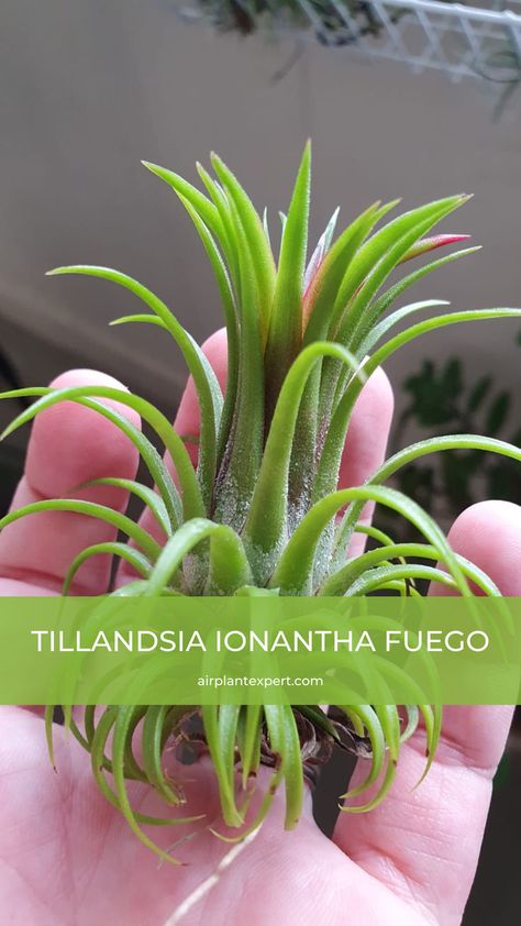 This variety of Ionantha grows quickly and as it matures creates lots of pups. Given time a single plant will eventually form a large clump of multiple plants Tillandsia Ionantha Fuego | Ionantha Fuego care | Tillandsia Fuego varieties | Ionantha Fuego propagation | Growing Tillandsia Ionantha Fuego | Tillandsia Fuego care tips | Ionantha Fuego watering | Tillandsia Ionantha Fuego pups | Air Plant Care, Tillandsia Ionantha, Air Plants Care, Air Plants, Plant Care, Plants