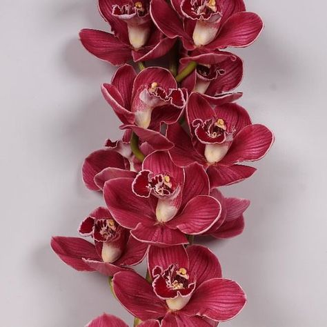 Cymbidium Orchid Hades is a strong, seasonal Red cut tropical orchid. It is approx. 60cm. Red Cymbidium Orchids, March Flowers, Flower Variety, June Flowers, Tropical Orchid, Flower Arrangements Wedding, Dutch Flowers, Modern Arrangements, Single Flowers