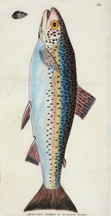 Marjolein Bastin, Watercolor Fish, Fish Illustration, Fish Drawings, Rainbow Trout, Art Japonais, Scientific Illustration, Fish Painting, Vintage Fishing