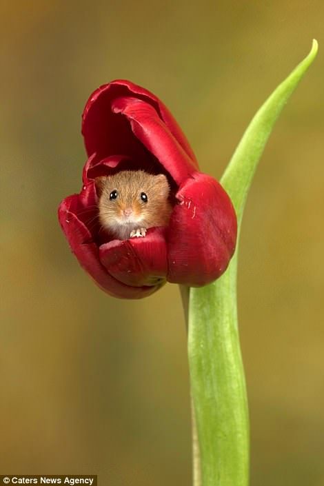 Harvest Mice, Harvest Mouse, Cele Mai Drăguțe Animale, صور مضحكة, Cute Animal Pictures, Hamsters, Cute Creatures, Sweet Animals, Cute Little Animals