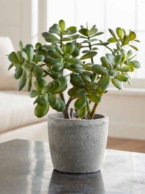 The best direction for Jade Plant as per Vastu Grass Artificial, Lucky Plant, Cactus Planta, Jade Plant, Plants Outdoor, Home Grown Vegetables, Fake Grass, Chinese Evergreen, Rubber Plant