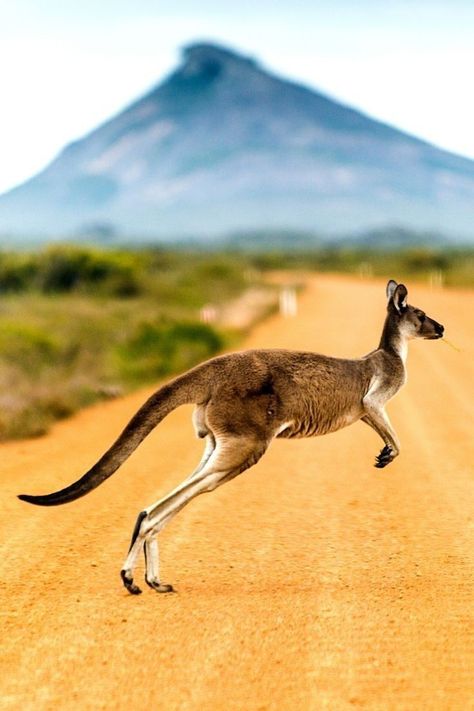 Things To Do In Australia, Australian Mammals, Kangaroo Art, Kangaroo Baby, Australian Outback, National Animal, Australian Wildlife, Visit Australia, Australian Animals