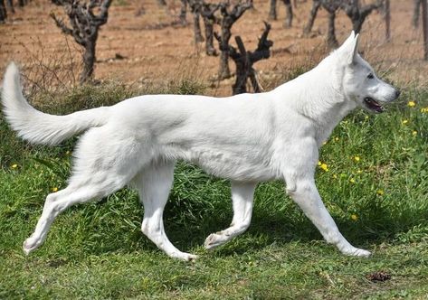 Animal Poses, Swiss Shepherd, Fit Dogs, White Swiss Shepherd, Rare Dogs, Dog Anatomy, Dog Poses, Canine Art, Interesting Animals