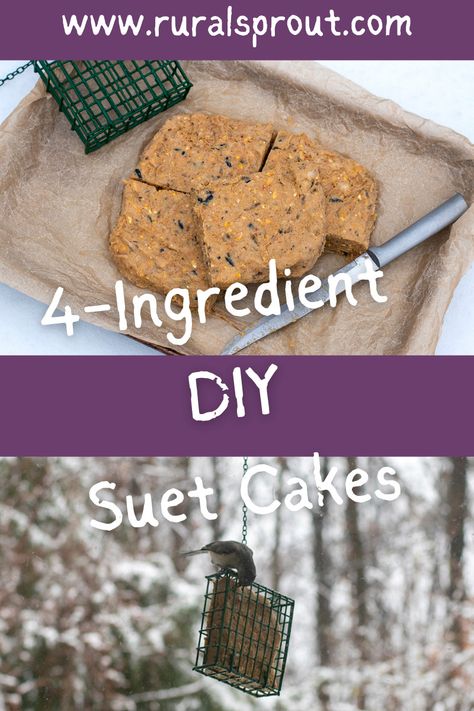 Bird Suet Recipes Homemade Winter, Homemade Bird Suet Cakes, How To Make Suet Cakes For Birds, No Melt Suet Cakes For Birds, Suet Cakes For Birds Recipes, Diy Suet Cakes, Diy Suet, Wildlife Projects, Bird Ideas