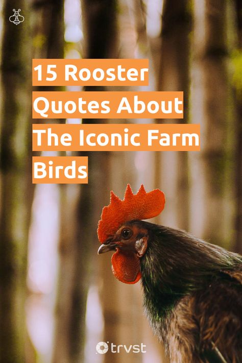 Morning gets its wake-up call with the roosters' crow. Discover 15 delightful rooster-inspired quotes that reflect vigor, bravery, and cherished weather vane adornments. These lively phrases could paint your mornings with a vibrant 'cock-a-doodle-doo' touch. Come explore! 🐓 #RoosterQuotes #FarmLife #MorningInspiration #BraveryQuotes #NatureLovers Rooster Quotes Funny, Rooster Sayings, Rooster Quotes, Chicken Quotes, Bravery Quotes, Sweet Chicken, Bird Quotes, Inspired Quotes, Weather Vanes