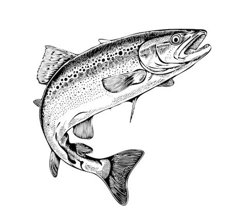 Vector pescado de trucha en trazos dibuj... | Premium Vector #Freepik #vector #pescado #grabado #mar-ilustracion #ilustracion-vintage Trout Drawing, Salmon Drawing, Salmon Tattoo, Trout Tattoo, Fly Fishing Tattoo, Traditional Tattoo Flash Sheets, Deer Sketch, Dinosaur Sketch, Trout Fish