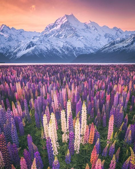 Aoraki Mount Cook, Mount Cook, Flowers Growing, South Island, Canterbury, The Flowers, New Zealand, Lake, Flowers