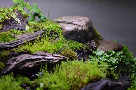 14" bubble-moss and liverwort terrarium - Album on Imgur Fairy Garden Waterfall Diy, Waterfall At Home, Diy Waterfall, Outdoor Waterfalls, Mini Waterfall, Mini Rock, Rock Waterfall, Miniature Landscape, Diy Table Top