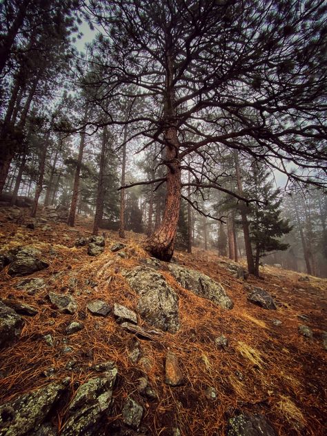 Granola Room, Road In Forest, Colorado Forest, Colorado Aesthetic, Hiking Colorado, Granola Aesthetic, Room Collage, Photography Hiking, Colorado Living