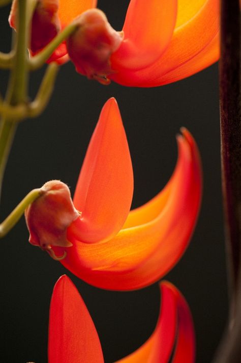 Flame Under Glass    Late fall outside, summer in the tropics inside. As if cued by the swirls of frosty breath, our red jade vine is opening in the Enid A. Haupt Conservatory, countering December’s chill with a flush of vibrant flowers.    Mucuna bennettii    Mucuna bennettii — Photo by Ivo M. Vermeulen Palash Flower, Jade Vine, New York Botanical Garden, Red Jade, African Flowers, Floral Photography, 3d Flowers, Vibrant Flower, Different Flowers