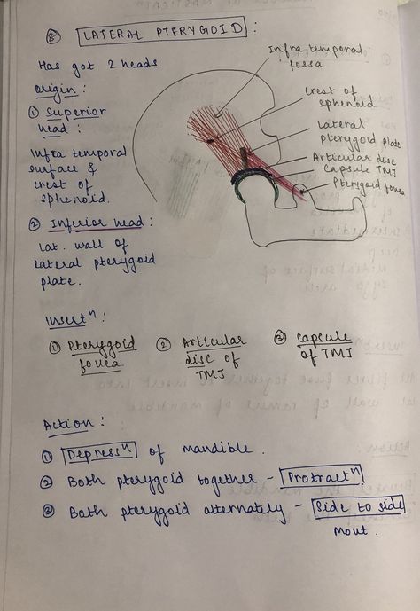 Pterygoid Muscle, Gross Anatomy, Medicine Notes, Medical School Inspiration, Muscle Anatomy, Human Anatomy And Physiology, Medical Anatomy, School Inspiration, Anatomy Drawing