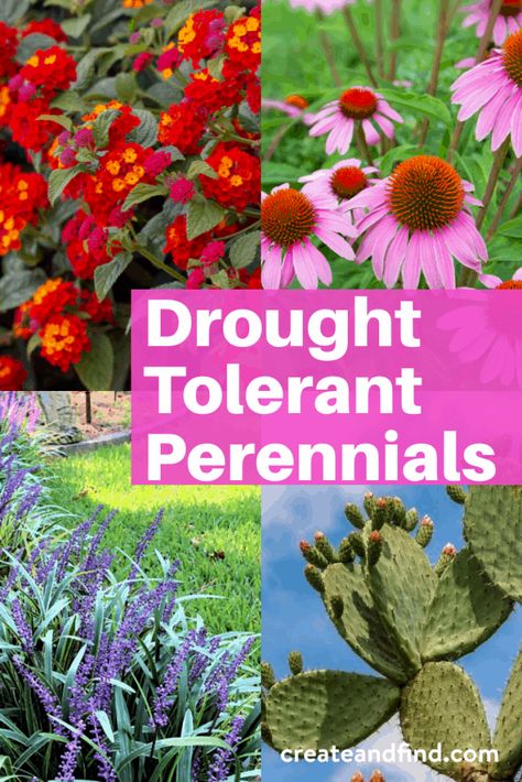 Drought Tolerant Landscape Front Yard, Heat Tolerant Plants, Low Water Plants, Drought Tolerant Perennials, Low Water Gardening, Drought Resistant Plants, Drought Tolerant Garden, Drought Tolerant Landscape, Yard Landscape