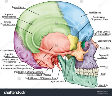 The bones of the cranium, the bones of the head, skull. The individual bones and their salient features in different colors. The names of the cranial bones. Lateral view. Bones Of The Head, Sphenoid Bone, Human Skeleton Anatomy, Facial Bones, Skull Anatomy, Anatomy Bones, Skeleton Anatomy, Human Body Anatomy, Muscular System