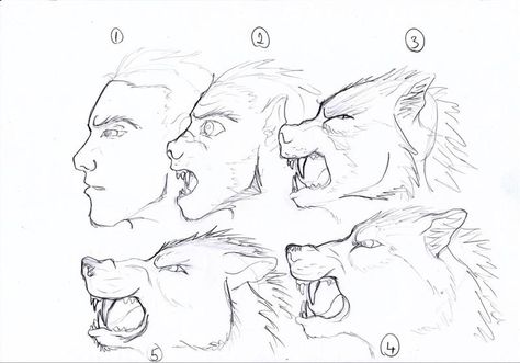 werewolf transform by BlueWolf2995.deviantart.com on @DeviantArt Transformation Poses Drawing, Werewolf Mid Transformation, Werewolf Transformation Animation, Werewolf Human Form, Werewolf Transformation Art, Werewolf Pose Reference, Werewolf Poses, Werewolf Anatomy, Werewolf Face