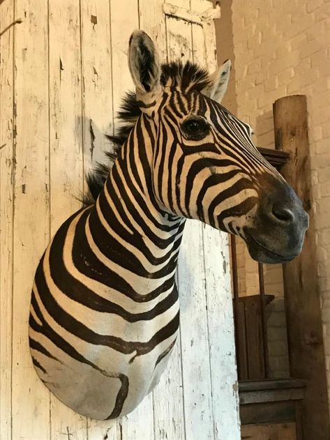 Beautiful stuffed head of a Burchell's zebra. - Shouldermounts Stuffed head. Hunting trophy animals. Taxidermy - De Jachtkamer Zebra Taxidermy, Safari Decor Living Room, Fake Taxidermy, Stuffed Deer, Zebra Head, Deer Heads, Safari Decor, Deer Fawn, Fallow Deer