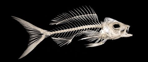 Fish bones Fish Anatomy, Skeleton Sport, Fish Skeleton, Fish Bones, Bone Structure, Animal Skeletons, Fish Fossil, Animal Anatomy, Skeleton Bones