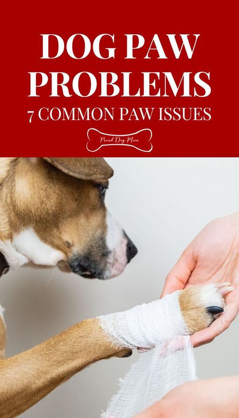 Paw Care, Dog Health Tips, Dog Health Care, Dog Care Tips, Dog Activities, Pet Care Tips, Dog Parents, Dog Paw, Canine Companions