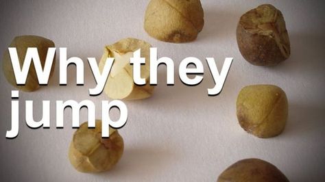 The Reason Mexican Jumping Beans Jump - Neatorama Mexican Jumping Beans, Theme Preschool, Insects Theme, Jump Around, Very Funny Memes, Seed Pod, Thirsty Thursday, Jumping Beans, Youtube Link