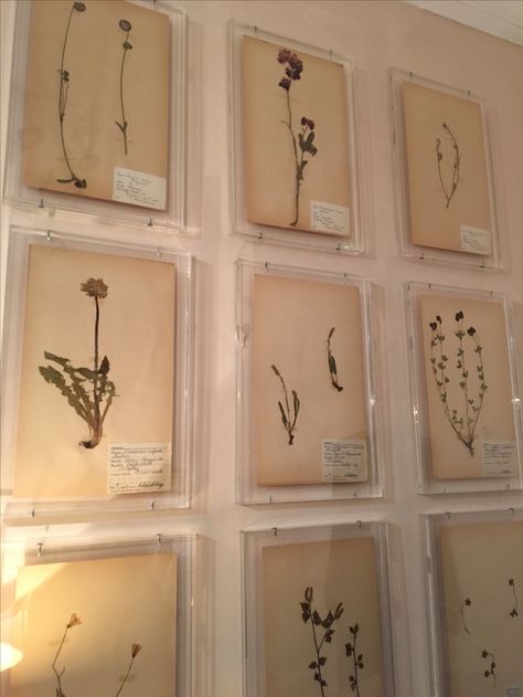 Botanical prints in acrylic frames by Matilda Goad Pressed Herbs, Matilda Goad, Pressed Flowers Diy, Magazine Cover Ideas, Framed Botanical Prints, Unique Homewares, Cooper Hewitt, Creative Interior Design, Framed Botanicals