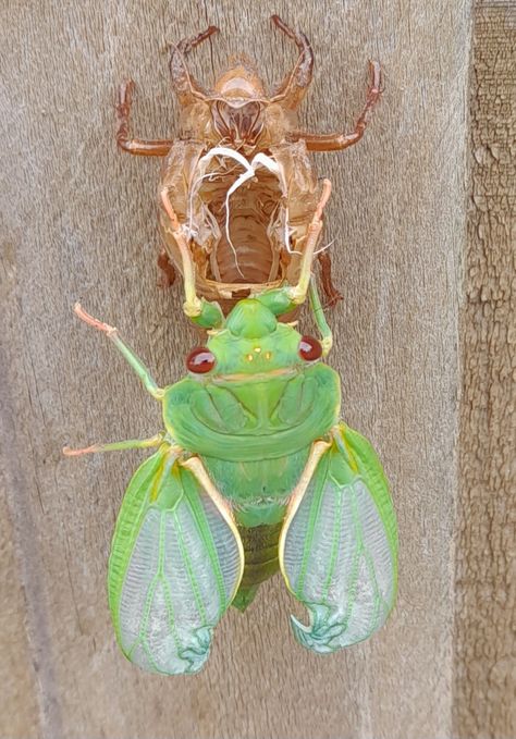 Cicada shedding exoskeleton Cicada Shedding, Pose References, Bugs And Insects, Natural World, Pose Reference, Bugs, Insects, Forest, Nature