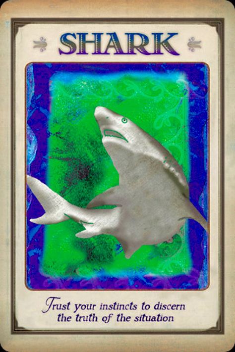 Shark – Archangel Oracle Shark Spirit Animal, Nature Worship, Spirit Animal Meaning, Animal Meanings, Animal Tarot, Spirit Animal Totem, Spirit Signs, Christmas Peace, Animal Spirit Guide