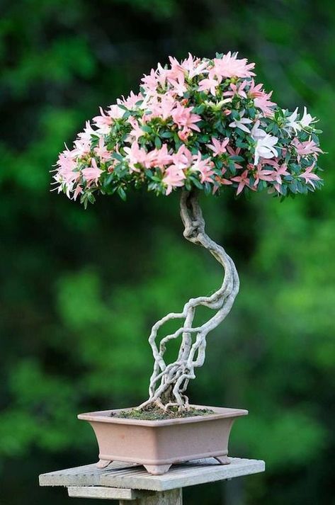 60 My Favorite Beautiful list of Trees for Bonsai [pics] Flowering Bonsai Tree, Bonsai Tree Types, Bonsai Tree Care, Bonsai Flower, Japanese Bonsai, Indoor Bonsai, Bonsai Art, Miniature Trees, Bonsai Plants