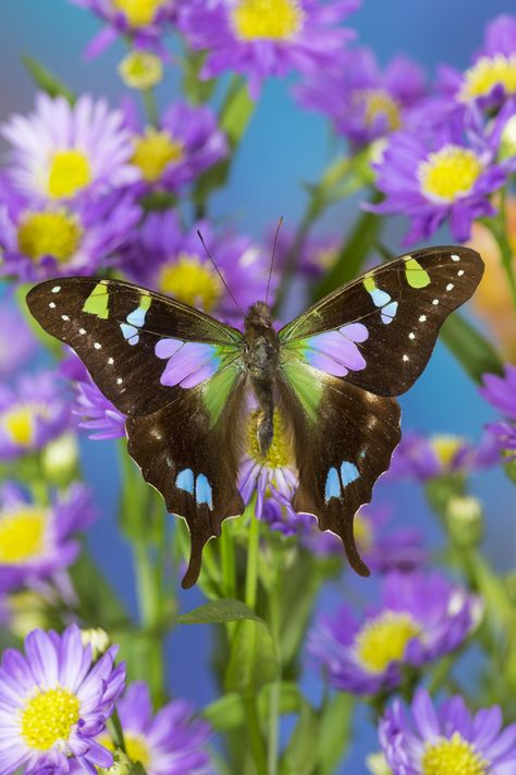 Butterflies Real, Butterflies Aesthetic, Tropical Butterfly, Types Of Butterflies, Beautiful Butterfly Pictures, Big Butterfly, Beautiful Flowers Photos, Beautiful Bugs, Butterfly Pictures