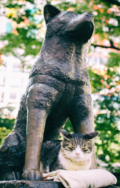 Hachiko has a friend [1308X2048] [OC] Hachiko Statue, Shibuya Japan, C Is For Cat, Pet Monkey, Loyal Dogs, Cat People, Visit Japan, Stray Cat, Dog Show