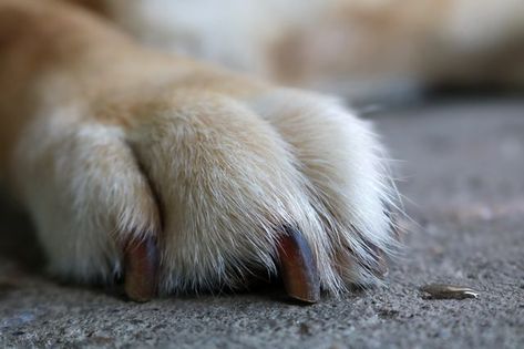 If your dog lost a nail, you should probably take him to the vet to have it treated while the animal is under sedation for your own and your pet's safety. But if the injury is mild, you may be able to treat it at home by removing the damaged part of the nail and cleaning and bandaging the injury. Dog Wound Care, Dog Paw Pads, Dog Wound, Epsom Salt Bath, Dog Smells, Dog Pads, Puppy Paws, Dog Nails, Paw Pads