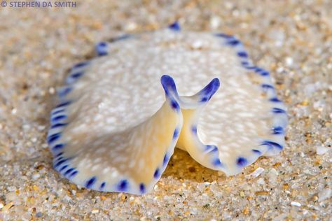 Sand-flat Flatworm Sea Pancake, Sea Slugs, Sea Snail, Sea Slug, Beautiful Sea Creatures, Underwater Life, Aquatic Animals, Pretty Animals, Silly Animals